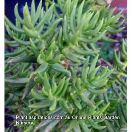 Chinese Pine Crassula tetragona x 1 Miniature Pine Trees. Very Hardy Succulents Plants Bonsai Rockery Pots Flowering Drought Frost Resistant